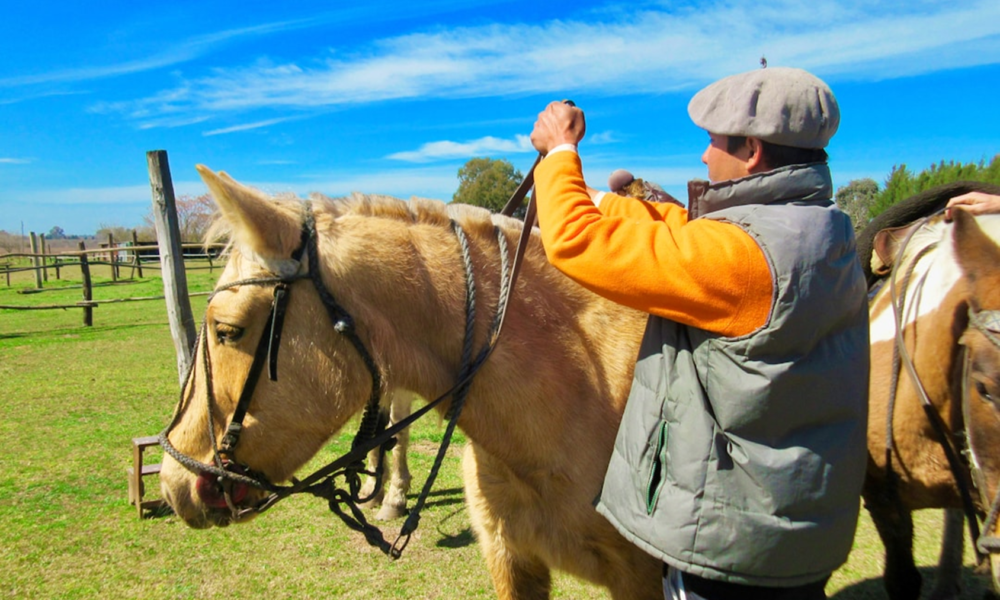 The Ultimate Guide to Starting a Successful Commercial Horse Ranch