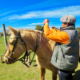 The Ultimate Guide to Starting a Successful Commercial Horse Ranch