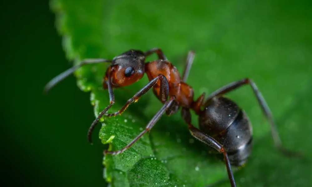 Dealing with Ant Infestations: Identification, Prevention, and Treatment