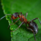 Dealing with Ant Infestations: Identification, Prevention, and Treatment