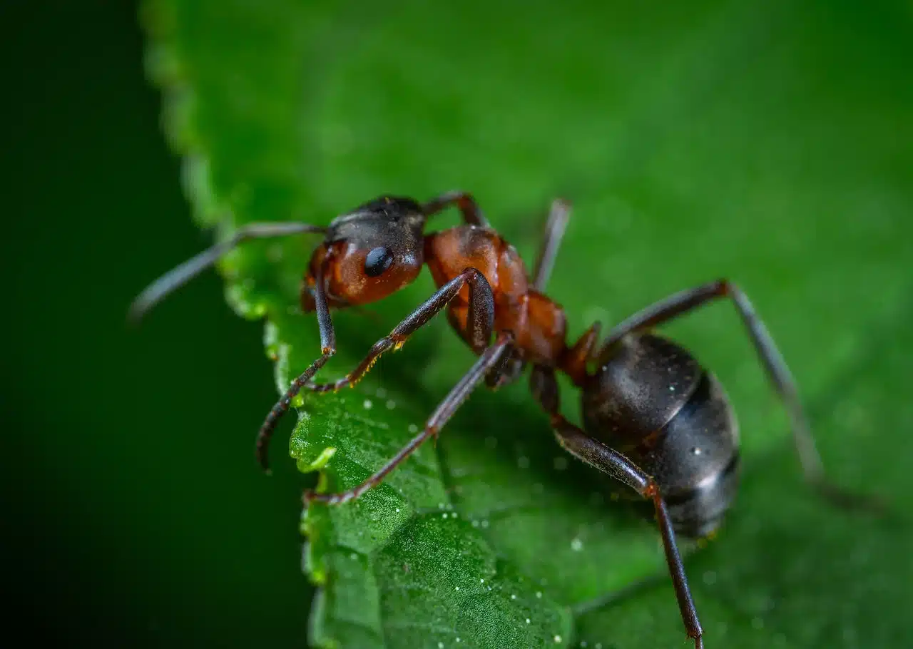Dealing with Ant Infestations: Identification, Prevention, and Treatment