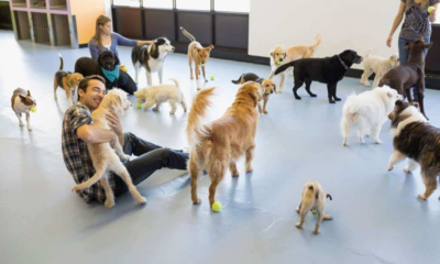 Dog Daycare- What Every Pet Owner Should Know