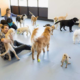 Dog Daycare- What Every Pet Owner Should Know