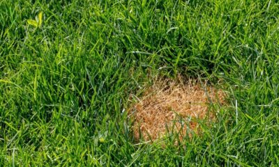 Lawn Disease Identification and Treatment