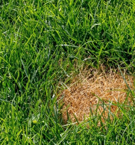 Lawn Disease Identification and Treatment