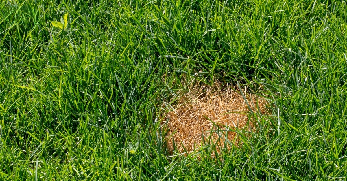 Lawn Disease Identification and Treatment