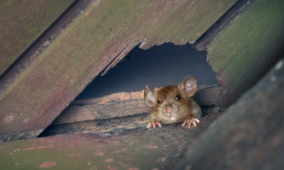 Understanding the Health Risks of Roof Rat Infestations