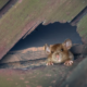 Understanding the Health Risks of Roof Rat Infestations