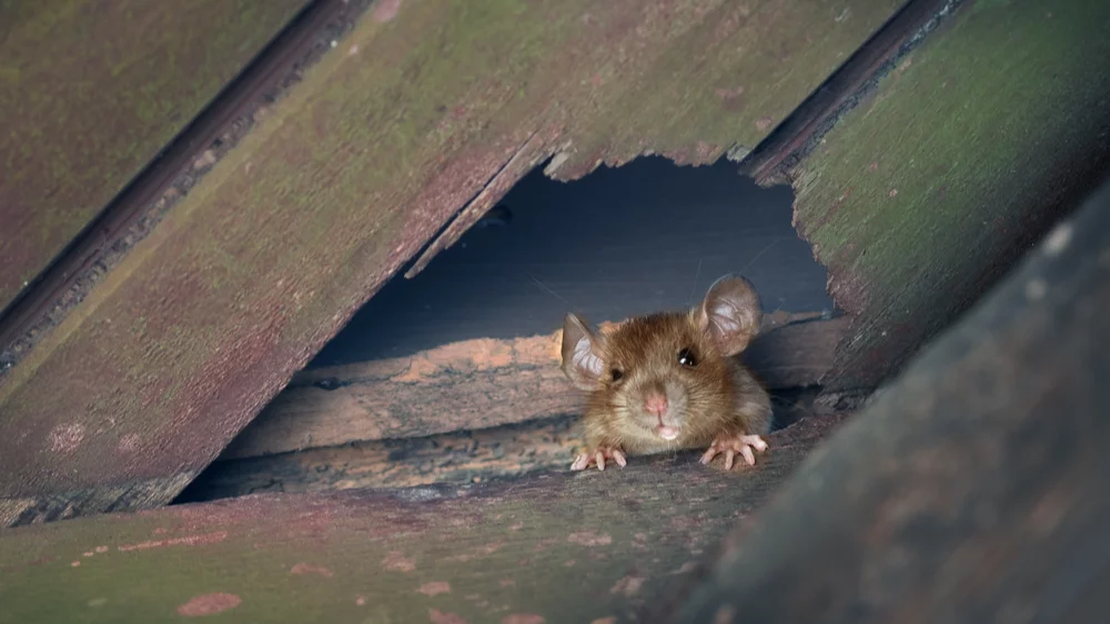 Understanding the Health Risks of Roof Rat Infestations