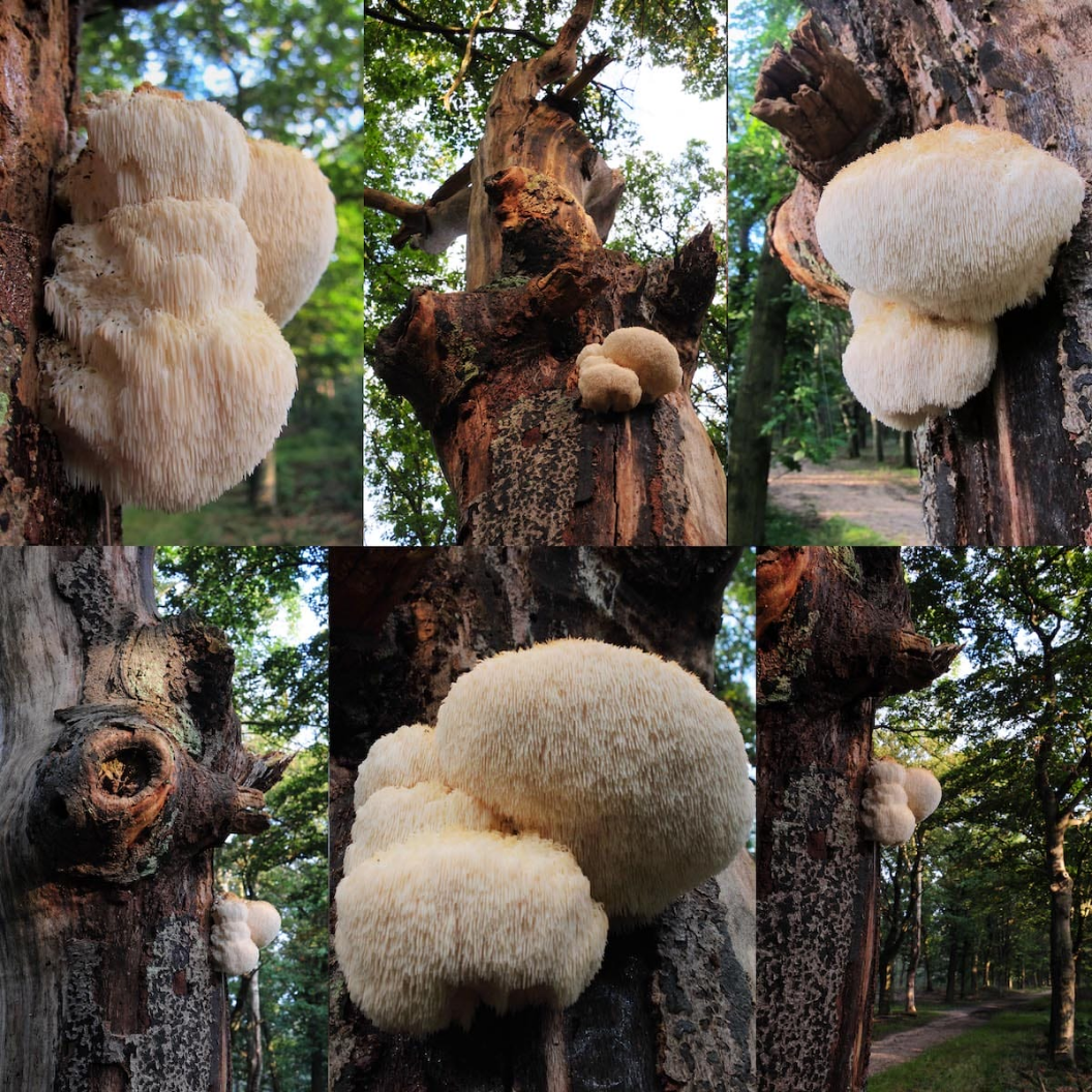 Golden Bloom Mushrooms