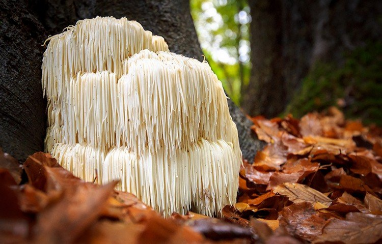 Benefits, Uses, and Potentials of Lions Mane Supplement