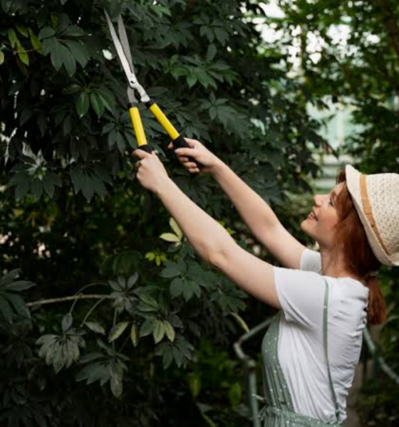 The Importance of Regular Tree Trimming Bellevue for Property Safety