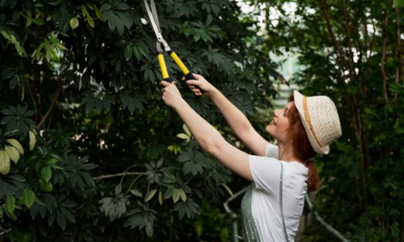 The Importance of Regular Tree Trimming Bellevue for Property Safety