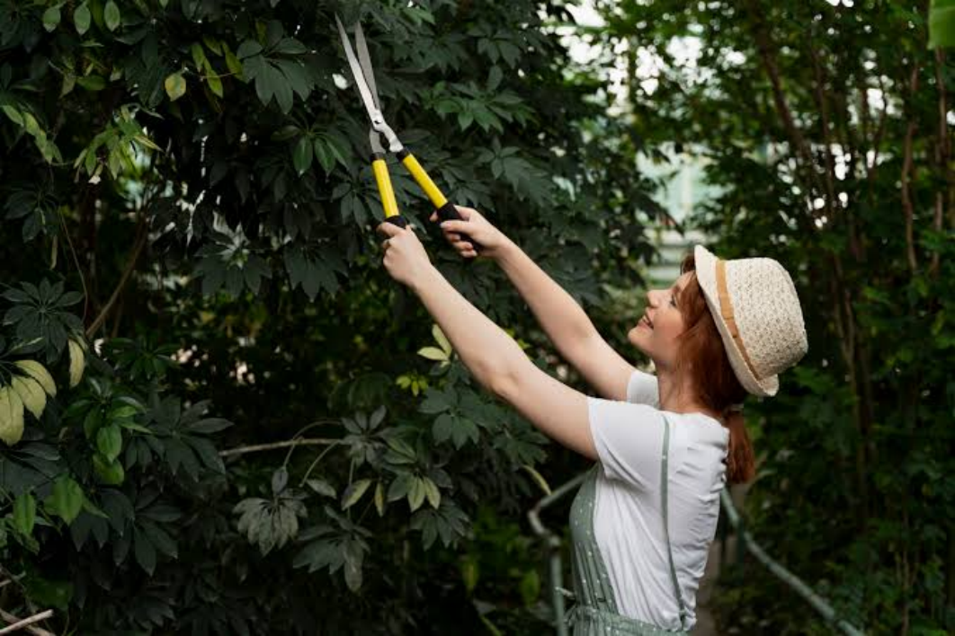 The Importance of Regular Tree Trimming Bellevue for Property Safety