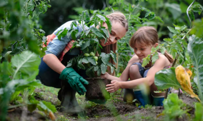 How to Protect Your Garden from Pests Without Damaging Your Plants